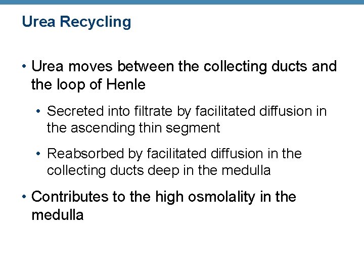 Urea Recycling • Urea moves between the collecting ducts and the loop of Henle