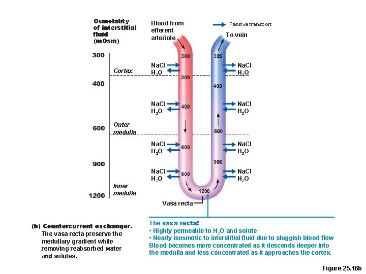 Osmolality of interstitial fluid (m. Osm) Cortex Blood from efferent arteriole Passive transport To