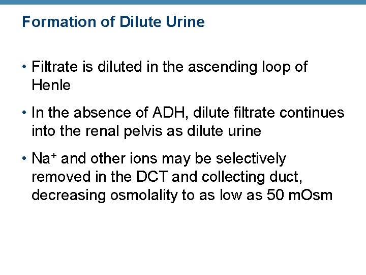 Formation of Dilute Urine • Filtrate is diluted in the ascending loop of Henle