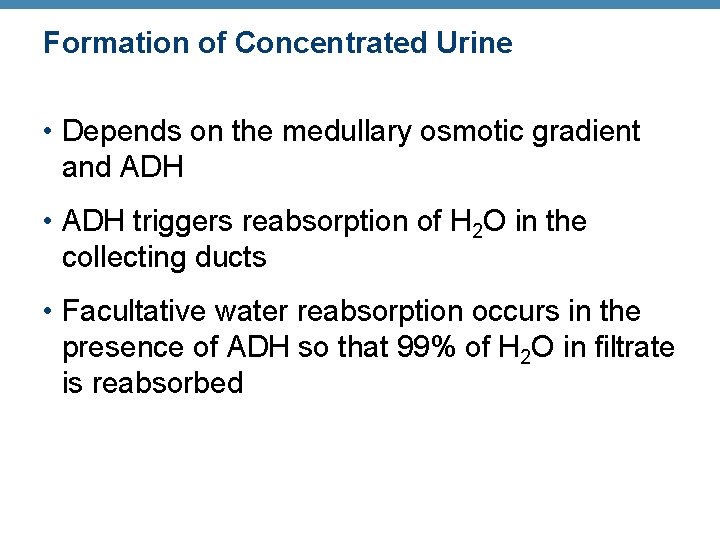 Formation of Concentrated Urine • Depends on the medullary osmotic gradient and ADH •