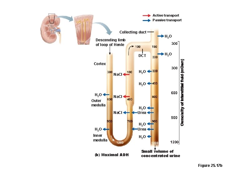 Active transport Passive transport Collecting duct Descending limb of loop of Henle DCT H