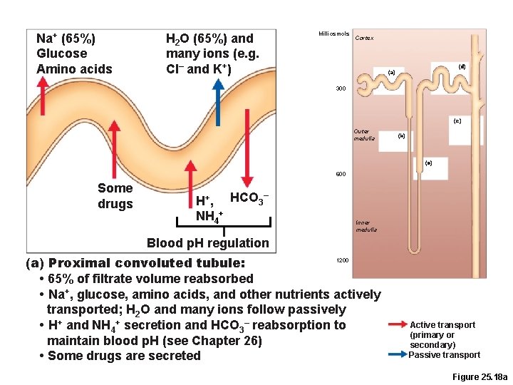 Na+ (65%) Glucose Amino acids H 2 O (65%) and many ions (e. g.