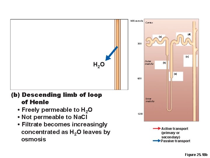 Milliosmols Cortex (d) (a) 300 (e) Outer medulla H 2 O (b) (c) 600