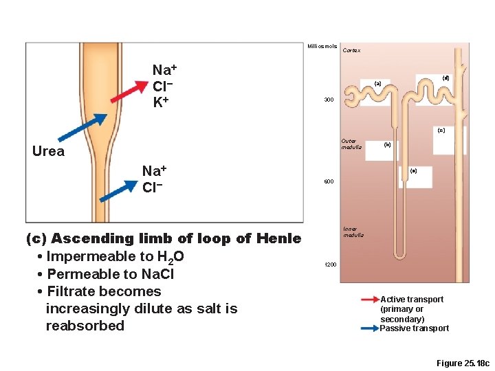 Milliosmols Na+ Cl– K+ Cortex (d) (a) 300 (e) Outer medulla Urea Na+ Cl–