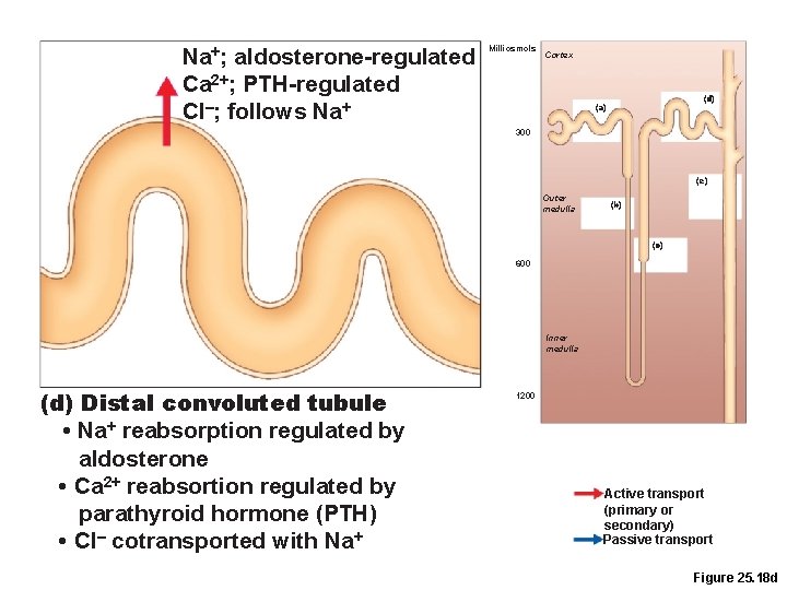 Na+; aldosterone-regulated Ca 2+; PTH-regulated Cl–; follows Na+ Milliosmols Cortex (d) (a) 300 (e)