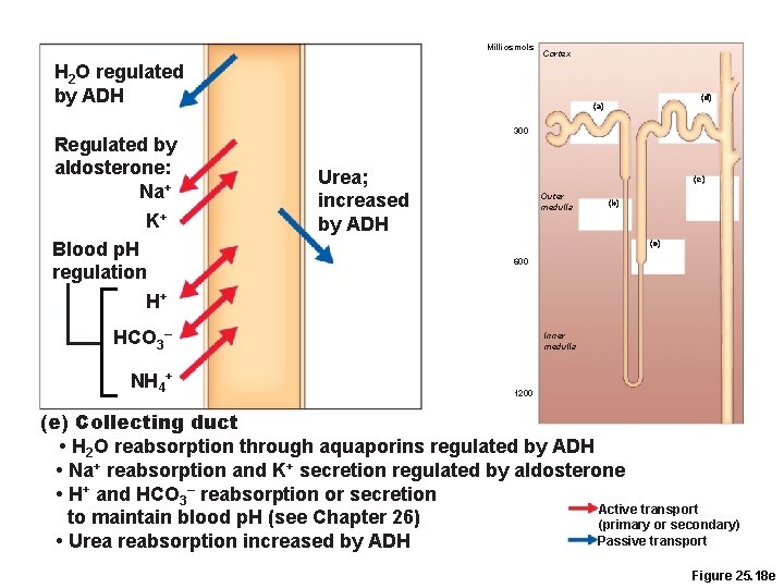 Milliosmols Cortex H 2 O regulated by ADH Regulated by aldosterone: Na+ K+ Blood