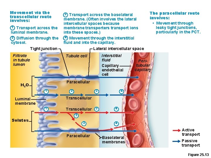 Movement via the transcellular route involves: 1 Transport across the luminal membrane. 2 Diffusion