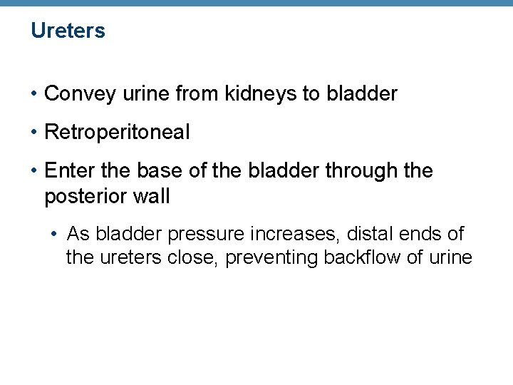 Ureters • Convey urine from kidneys to bladder • Retroperitoneal • Enter the base