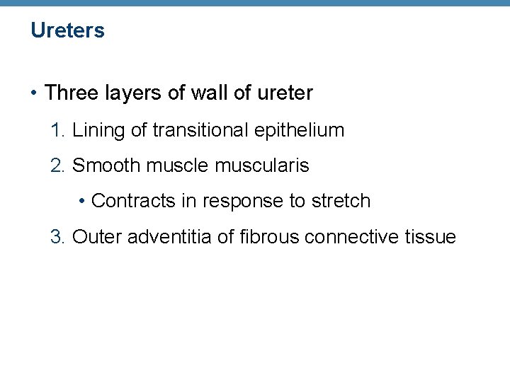 Ureters • Three layers of wall of ureter 1. Lining of transitional epithelium 2.