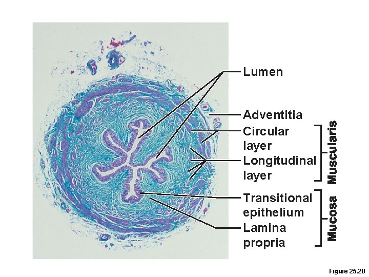 Lumen Adventitia Circular layer Longitudinal layer Transitional epithelium Lamina propria Figure 25. 20 