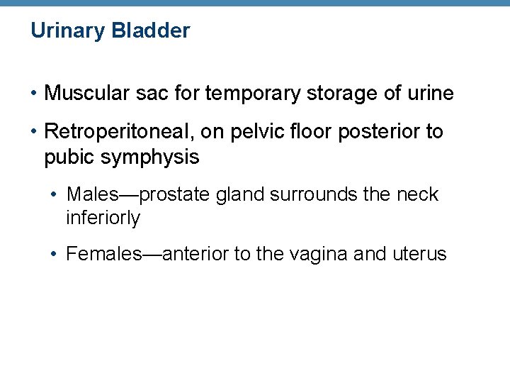 Urinary Bladder • Muscular sac for temporary storage of urine • Retroperitoneal, on pelvic