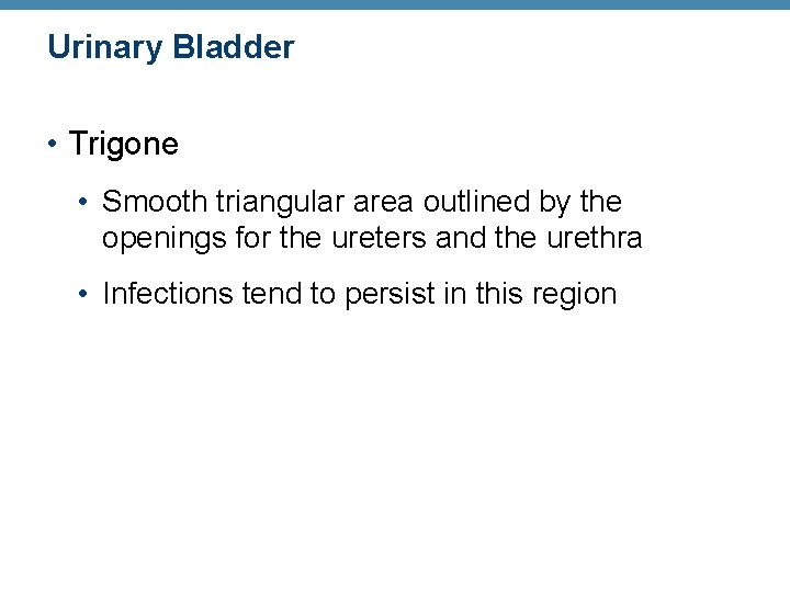 Urinary Bladder • Trigone • Smooth triangular area outlined by the openings for the