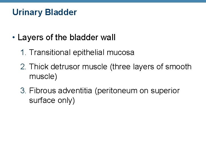 Urinary Bladder • Layers of the bladder wall 1. Transitional epithelial mucosa 2. Thick