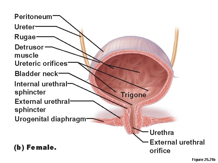Peritoneum Ureter Rugae Detrusor muscle Ureteric orifices Bladder neck Internal urethral sphincter External urethral