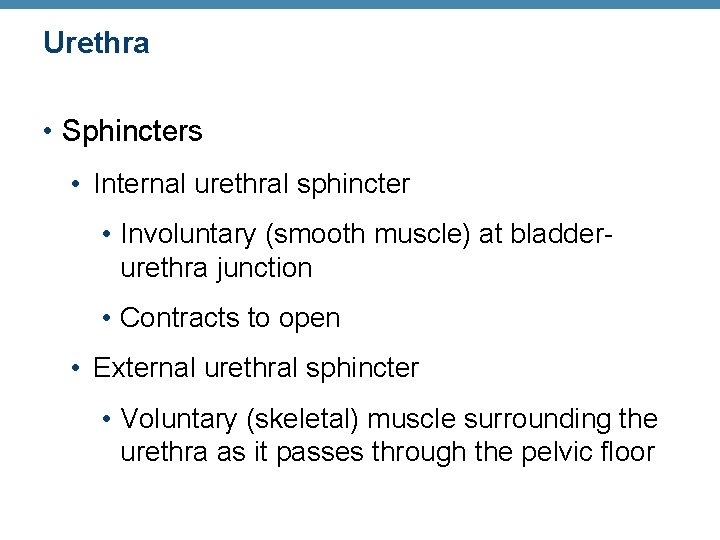 Urethra • Sphincters • Internal urethral sphincter • Involuntary (smooth muscle) at bladderurethra junction