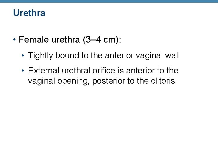 Urethra • Female urethra (3– 4 cm): • Tightly bound to the anterior vaginal