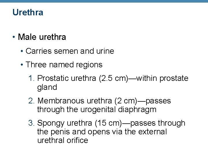 Urethra • Male urethra • Carries semen and urine • Three named regions 1.