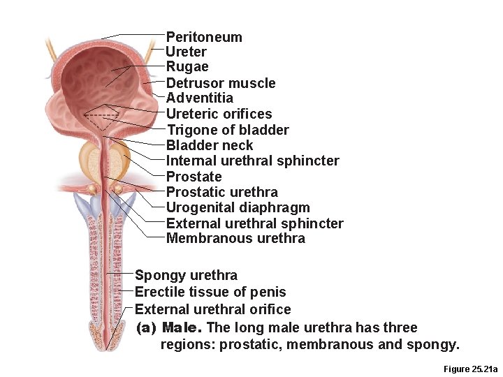 Peritoneum Ureter Rugae Detrusor muscle Adventitia Ureteric orifices Trigone of bladder Bladder neck Internal