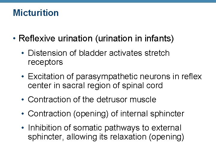 Micturition • Reflexive urination (urination in infants) • Distension of bladder activates stretch receptors