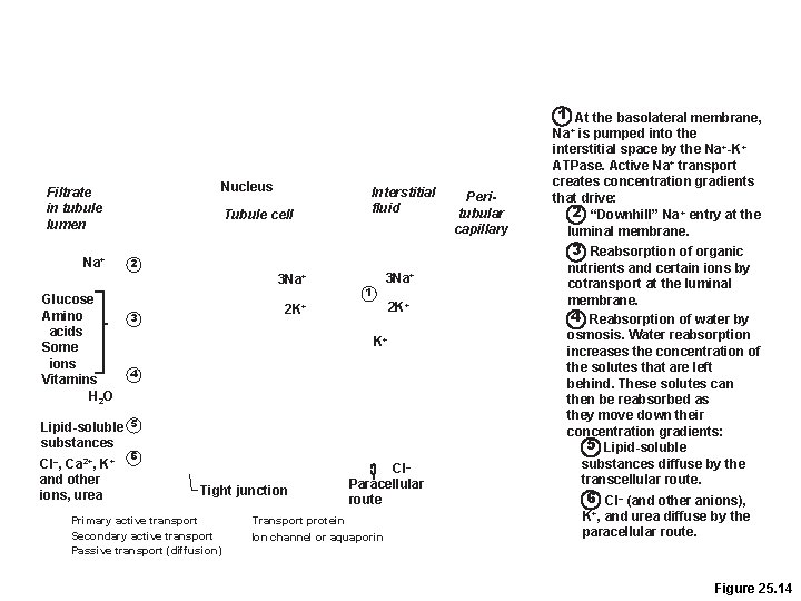 1 At the basolateral membrane, Nucleus Filtrate in tubule lumen Na+ Tubule cell 3