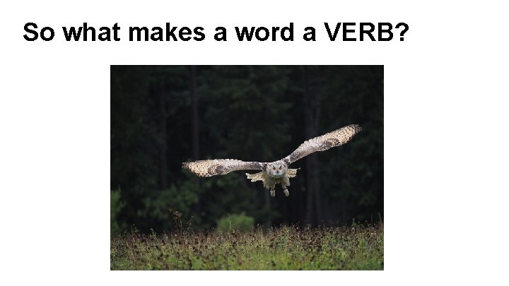 So what makes a word a VERB? 