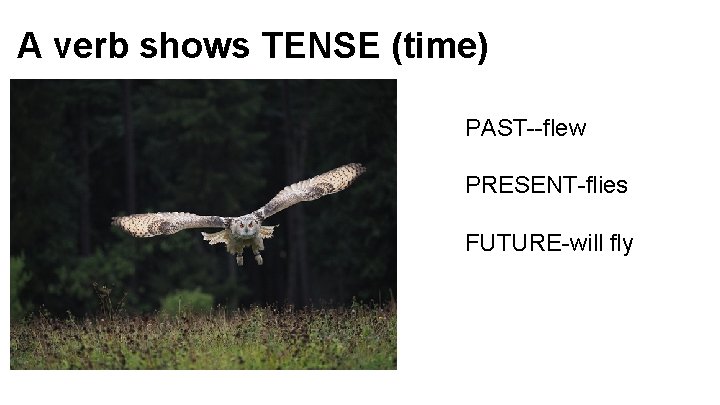 A verb shows TENSE (time) PAST--flew PRESENT-flies FUTURE-will fly 