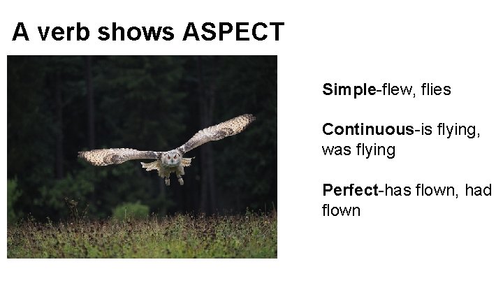 A verb shows ASPECT Simple-flew, flies Continuous-is flying, was flying Perfect-has flown, had flown