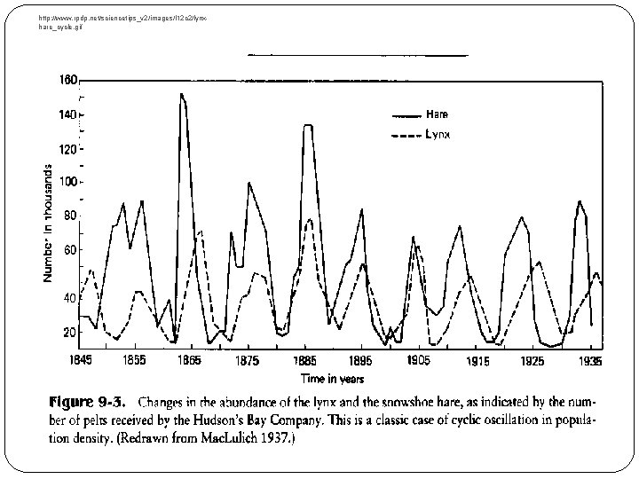 http: //www. rpdp. net/sciencetips_v 2/images/l 12 c 2/lynxhare_cycle. gif 