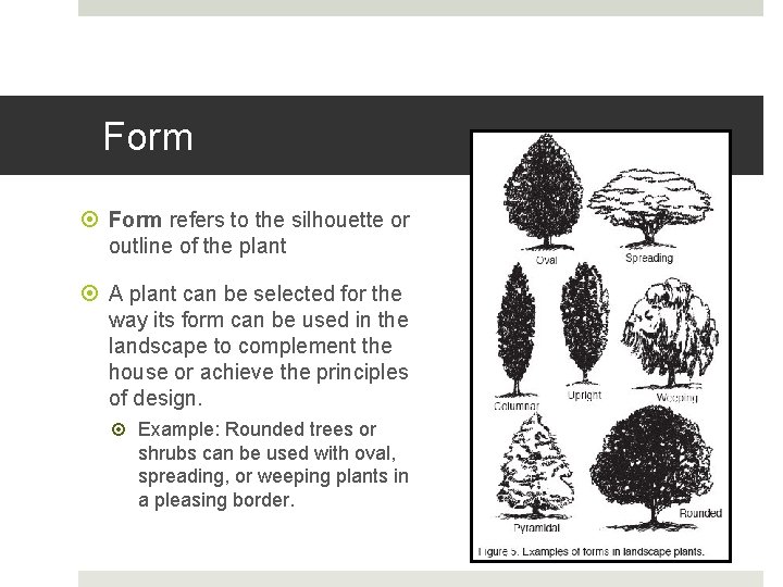 Form refers to the silhouette or outline of the plant A plant can be Form refers to the silhouette or outline of the plant A plant can be