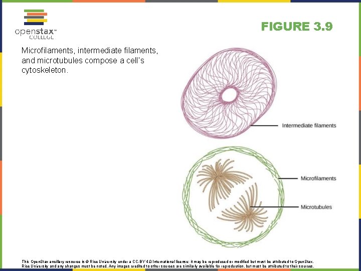 FIGURE 3. 9 Microfilaments, intermediate filaments, and microtubules compose a cell’s cytoskeleton. This Open.