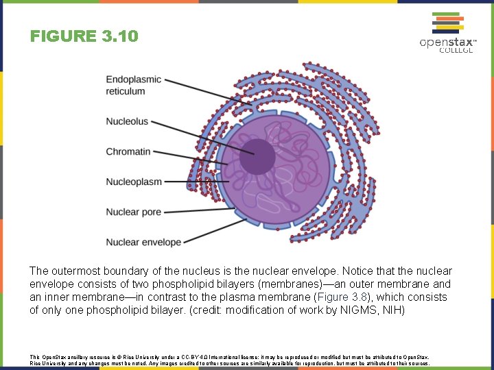 FIGURE 3. 10 The outermost boundary of the nucleus is the nuclear envelope. Notice