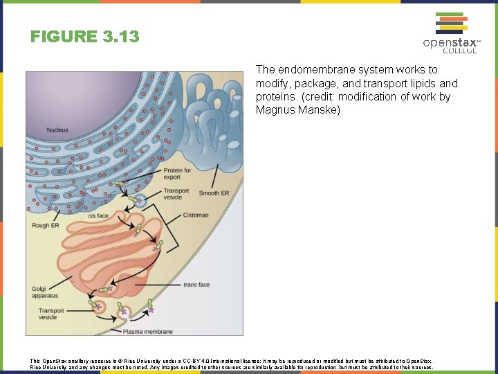 FIGURE 3. 13 The endomembrane system works to modify, package, and transport lipids and
