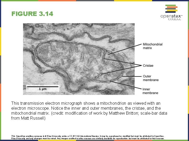 FIGURE 3. 14 This transmission electron micrograph shows a mitochondrion as viewed with an