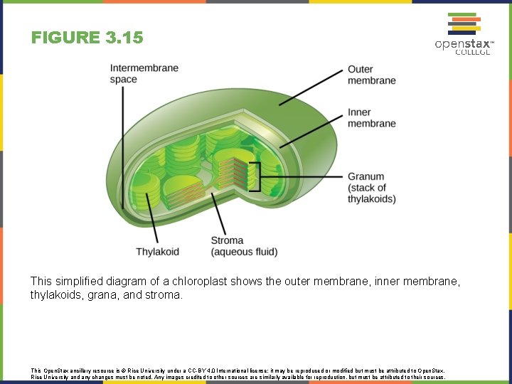 FIGURE 3. 15 This simplified diagram of a chloroplast shows the outer membrane, inner