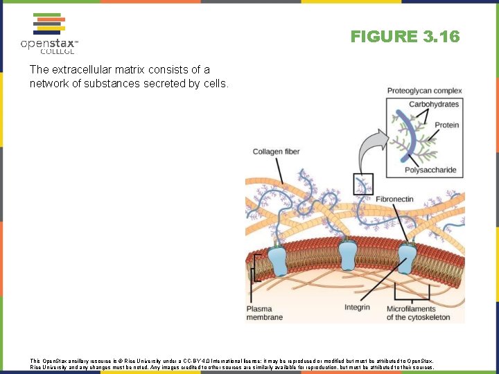 FIGURE 3. 16 The extracellular matrix consists of a network of substances secreted by