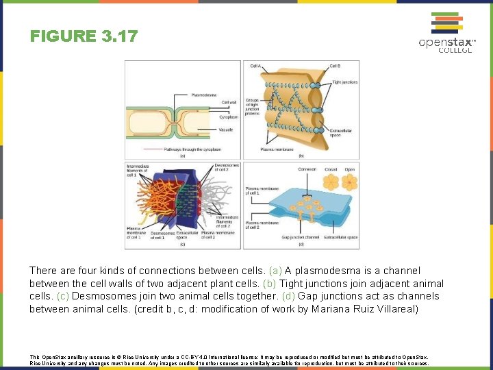 FIGURE 3. 17 There are four kinds of connections between cells. (a) A plasmodesma