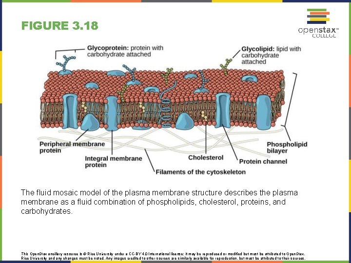 FIGURE 3. 18 The fluid mosaic model of the plasma membrane structure describes the