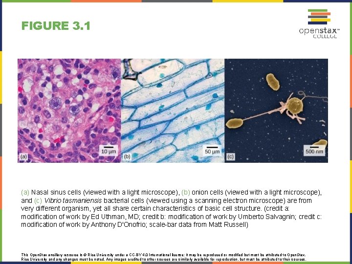 FIGURE 3. 1 (a) Nasal sinus cells (viewed with a light microscope), (b) onion