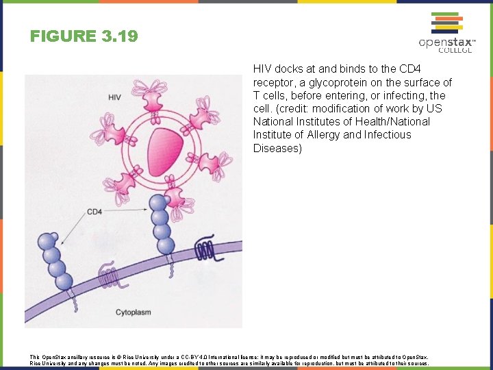 FIGURE 3. 19 HIV docks at and binds to the CD 4 receptor, a