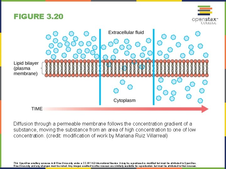 FIGURE 3. 20 Diffusion through a permeable membrane follows the concentration gradient of a