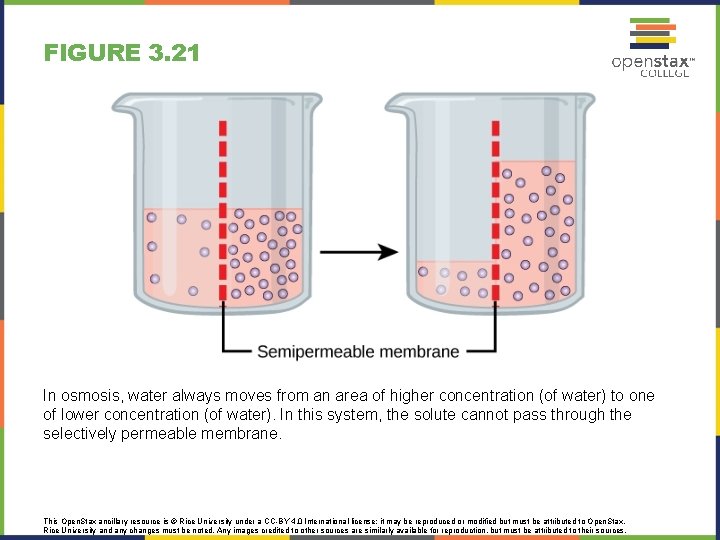 FIGURE 3. 21 In osmosis, water always moves from an area of higher concentration