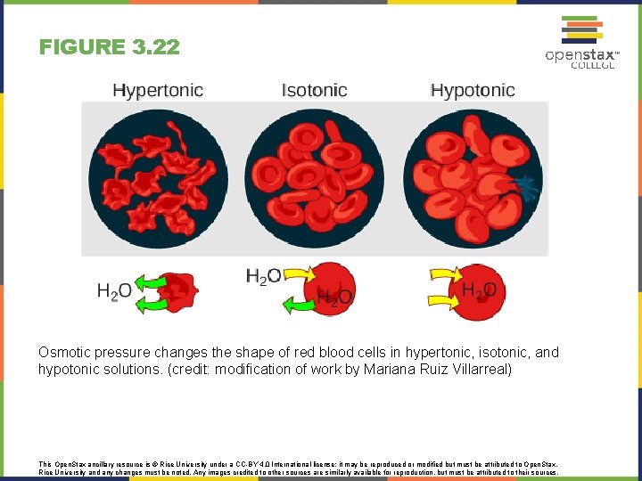 FIGURE 3. 22 Osmotic pressure changes the shape of red blood cells in hypertonic,
