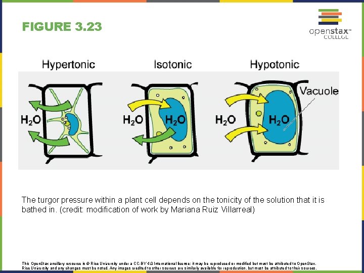 FIGURE 3. 23 The turgor pressure within a plant cell depends on the tonicity