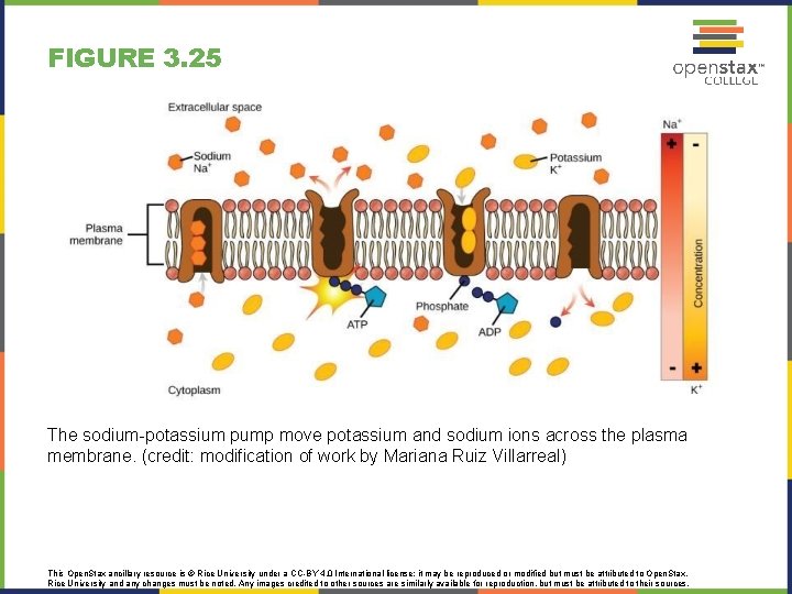 FIGURE 3. 25 The sodium-potassium pump move potassium and sodium ions across the plasma