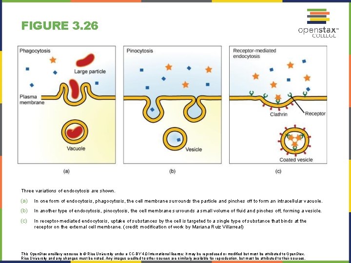 FIGURE 3. 26 Three variations of endocytosis are shown. (a) In one form of