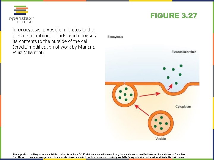 FIGURE 3. 27 In exocytosis, a vesicle migrates to the plasma membrane, binds, and