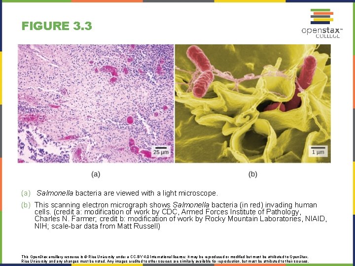 FIGURE 3. 3 (a) Salmonella bacteria are viewed with a light microscope. (b) This