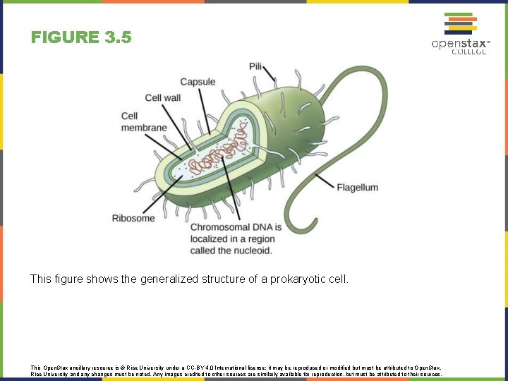 FIGURE 3. 5 This figure shows the generalized structure of a prokaryotic cell. This