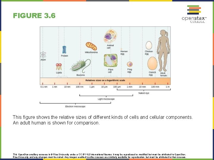 FIGURE 3. 6 This figure shows the relative sizes of different kinds of cells
