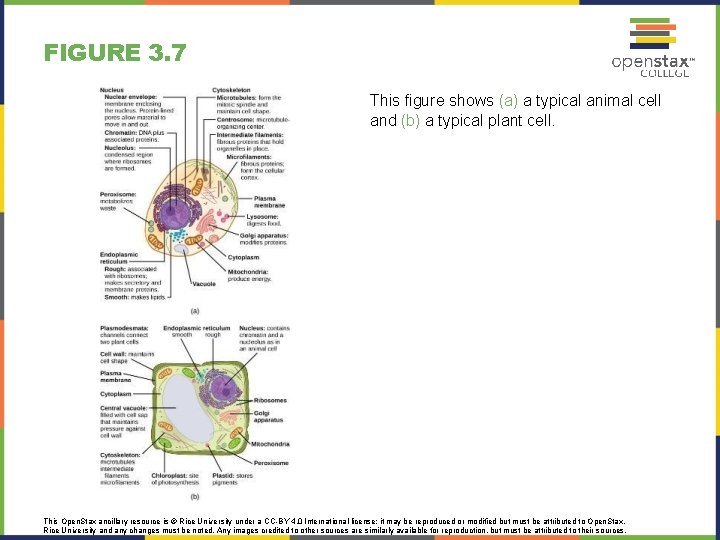 FIGURE 3. 7 This figure shows (a) a typical animal cell and (b) a
